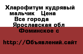 Хларофитум кудрявый мальчик › Цена ­ 30 - Все города  »    . Ярославская обл.,Фоминское с.